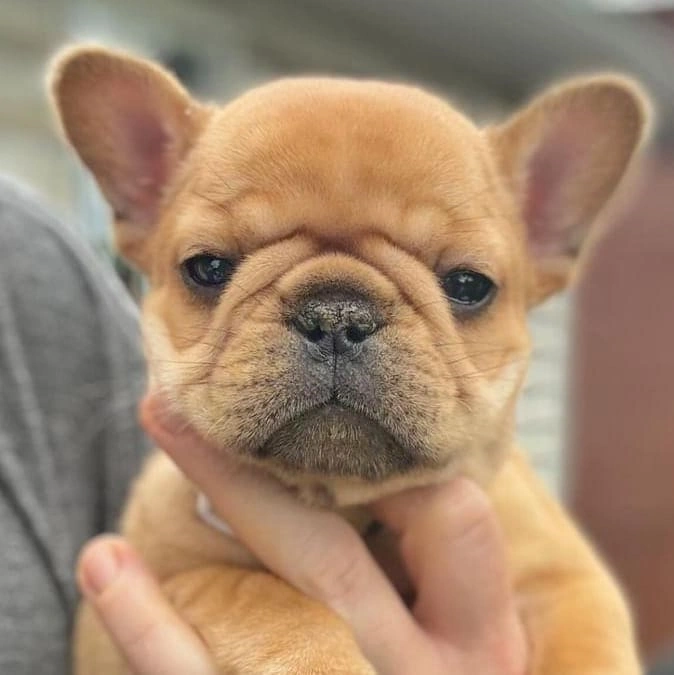 French Bulldog Puppies