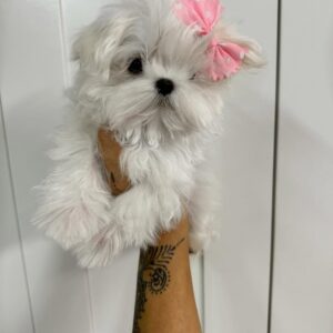Pinky