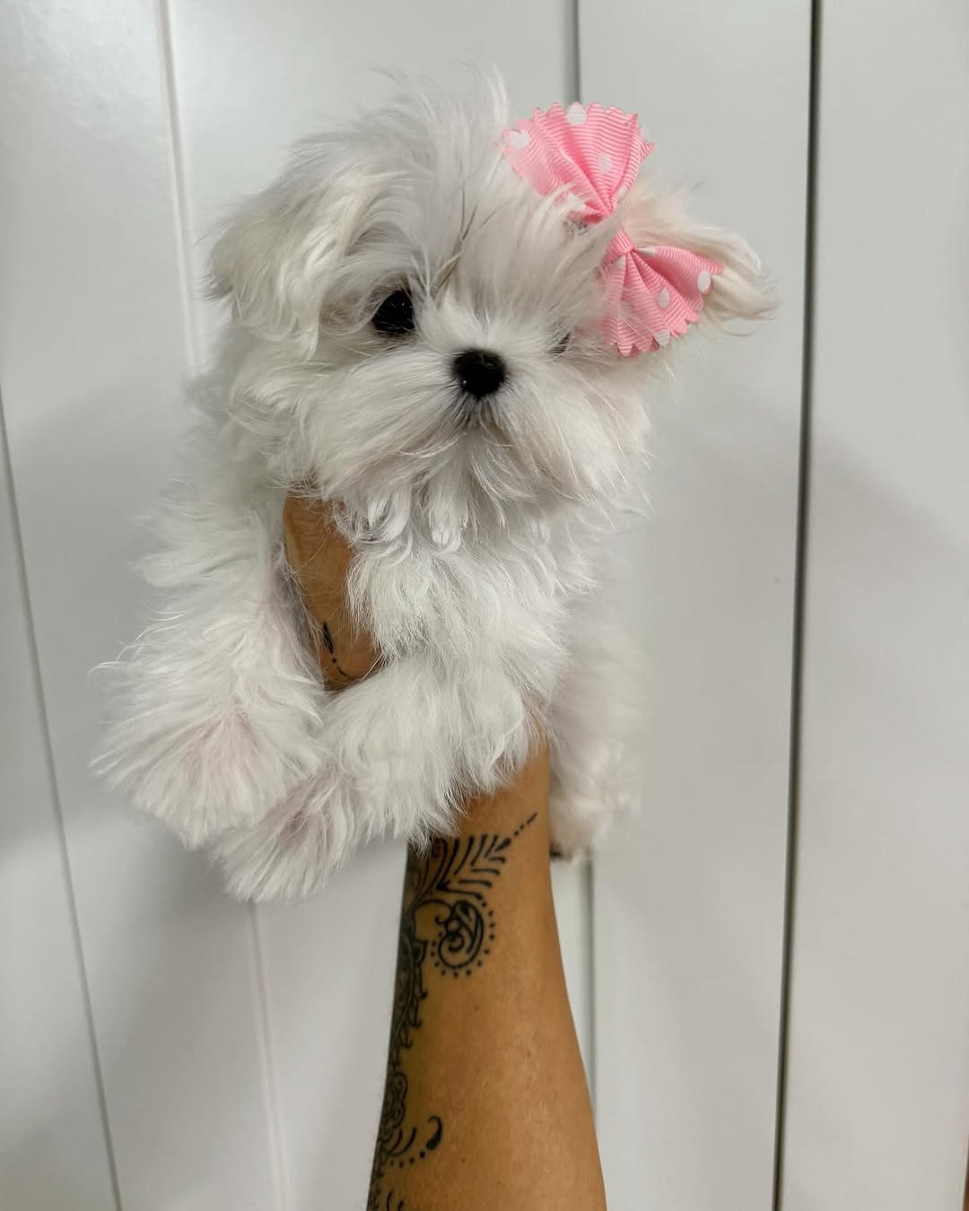 Pinky