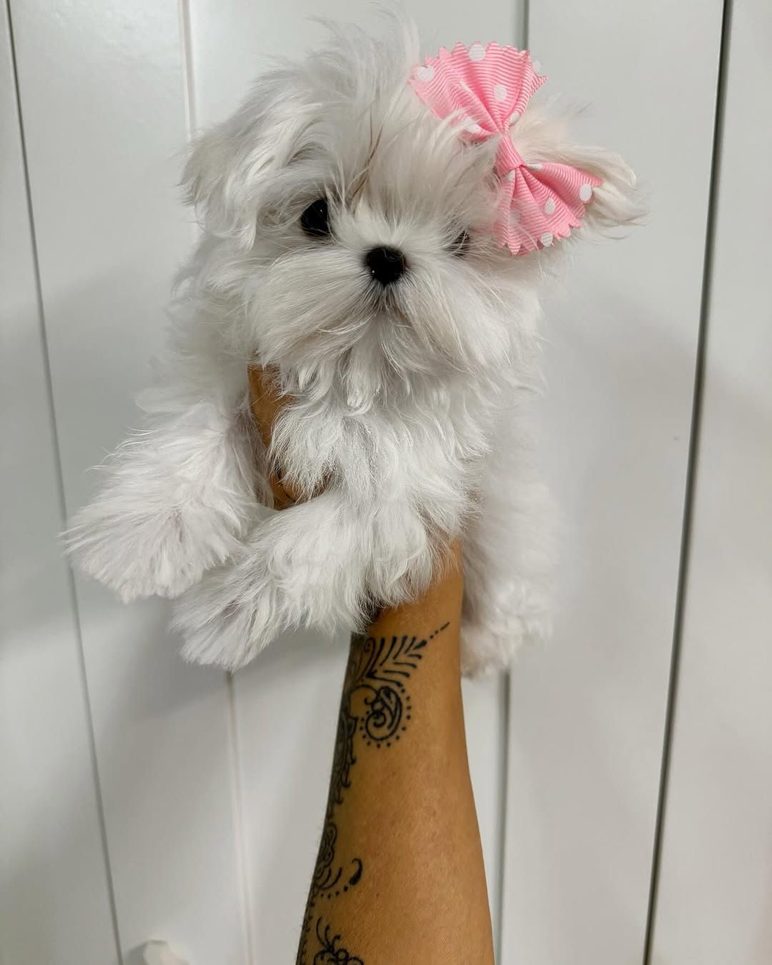 Pinky - Image 2