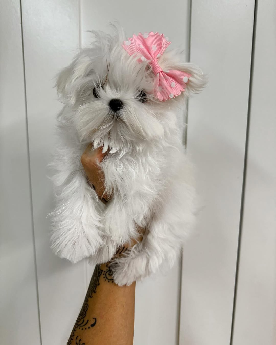 Pinky - Image 3