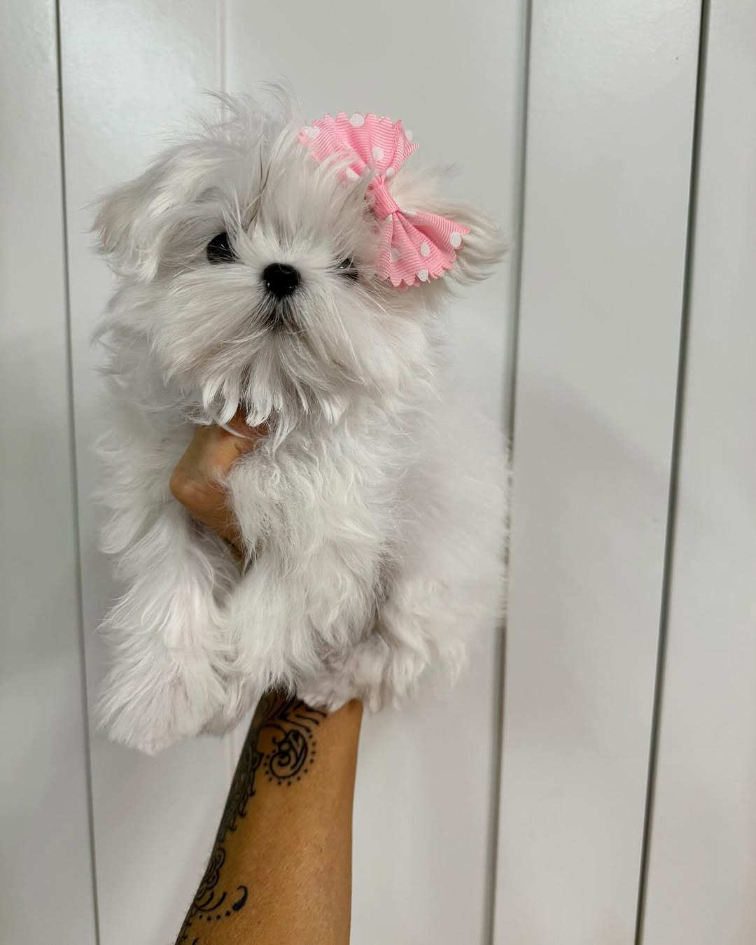 Pinky - Image 4