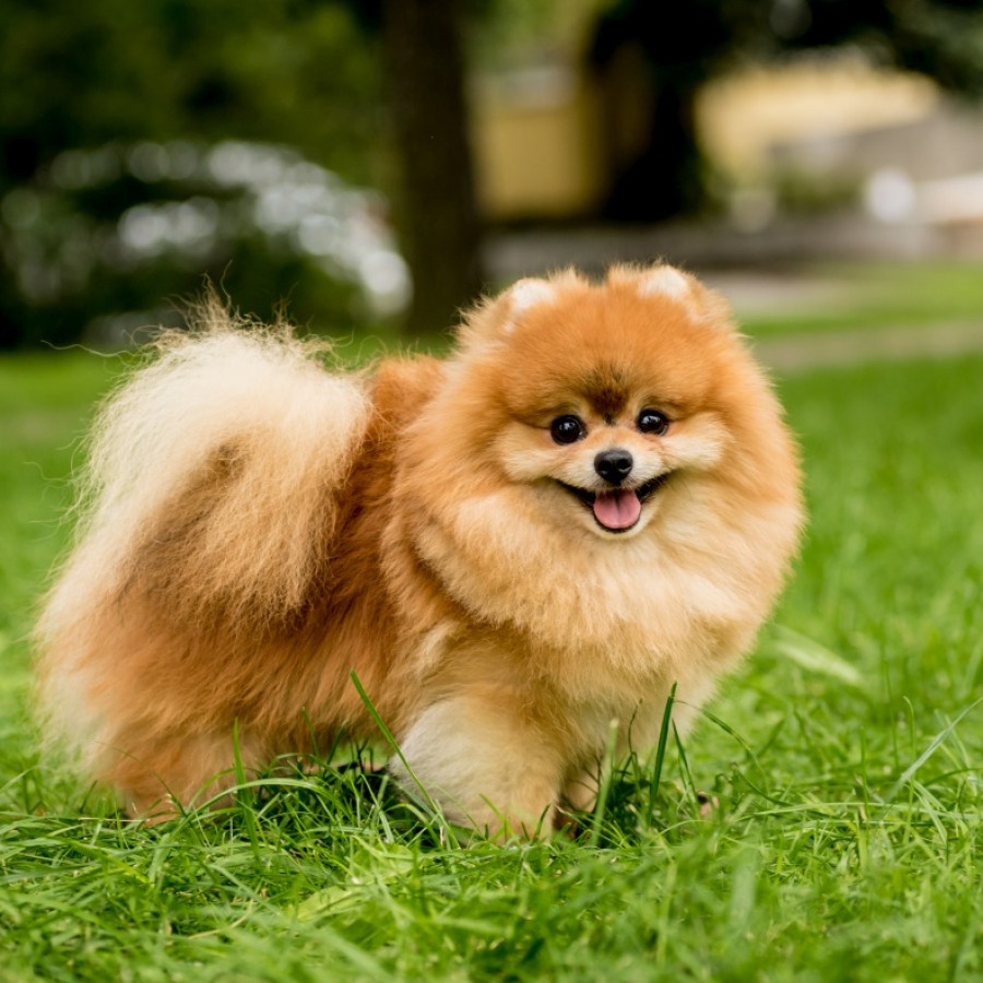 Pomeranian Puppies