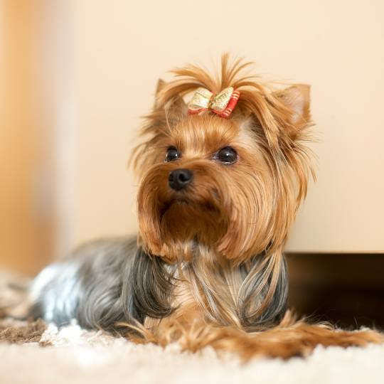 Yorkshire Terrier Puppies