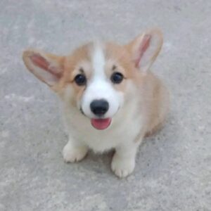 Milley