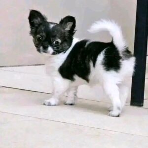 Chanty