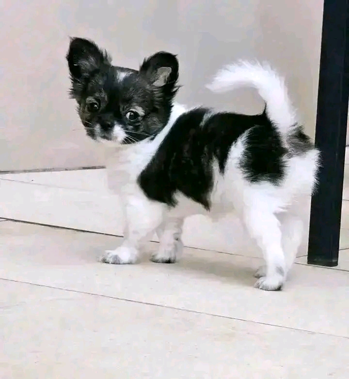 Chanty