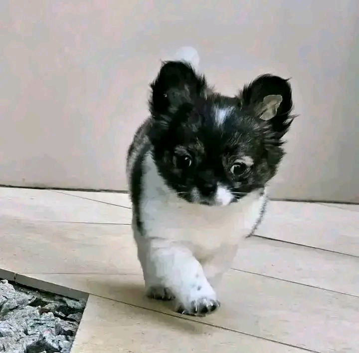 Chanty - Image 2