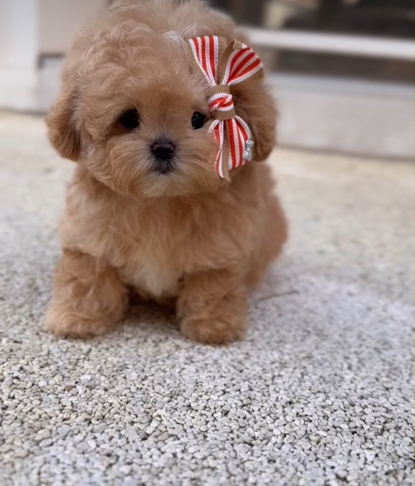 Mimi